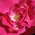 Roz - Trandafir pentru straturi Polyantha - Lafayette